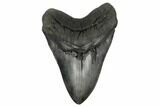 Fossil Megalodon Tooth - Massive Meg Tooth! #175932-1